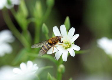 Küçük bahar çiçekleri