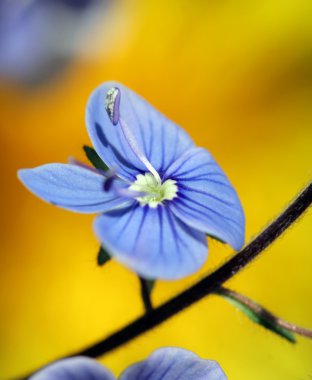 Mavi bahar çiçekleri