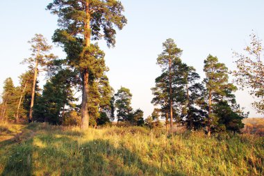 mavi gökyüzü arka plan üzerinde çam