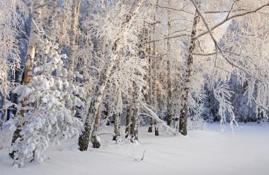 Güzel kış manzarası