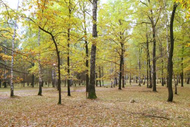 Güzel sonbahar manzarası