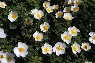 Beyaz bahar çiçekleri