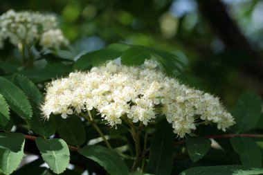 Güzel bahar çiçekleri
