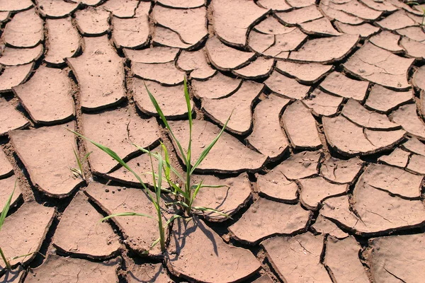 Dürre im heißen Sommer — Stockfoto