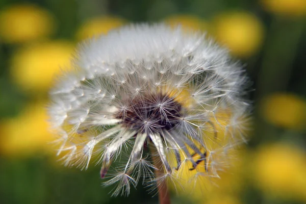 Beautiful dandelion flowers — Stock Photo, Image