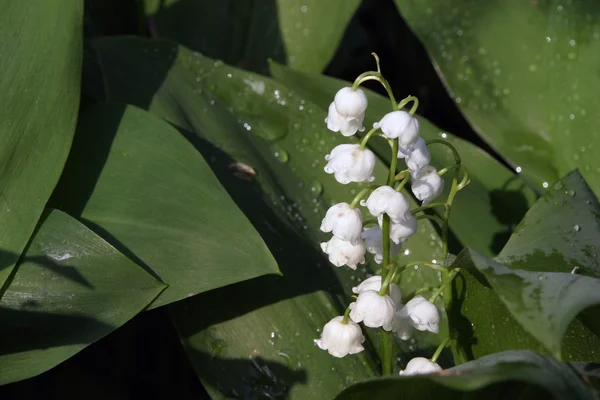 Lilies of the valley — Stock Photo, Image