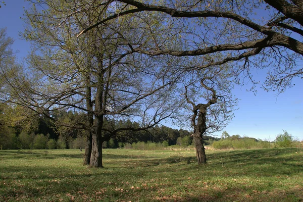 Madera de roble por la mañana —  Fotos de Stock