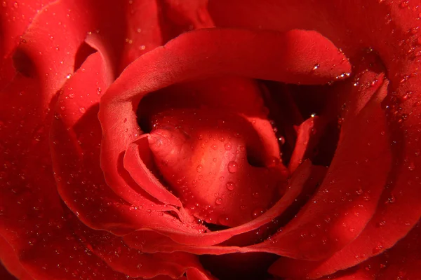 Rosa com gotas de orvalho — Fotografia de Stock