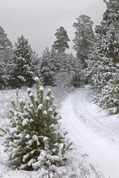 Forêt hivernale après une chute de neige — Photo