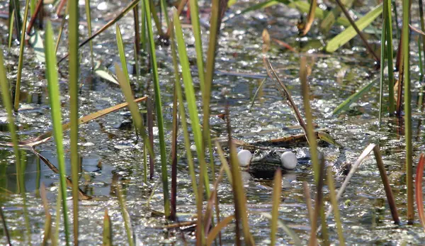 Frosch im Teich — Stockfoto