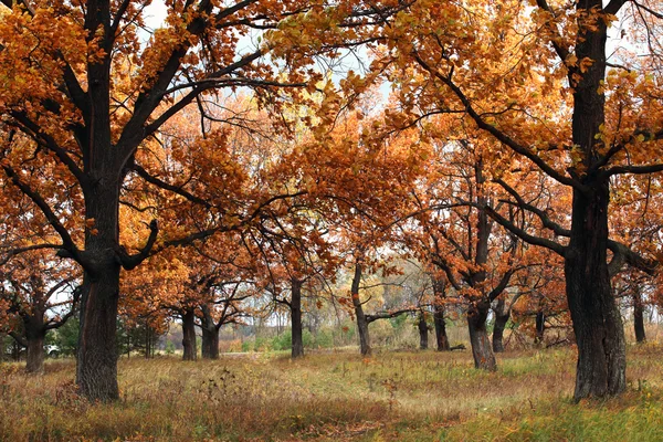 Bosque de otoño en un día soleado —  Fotos de Stock