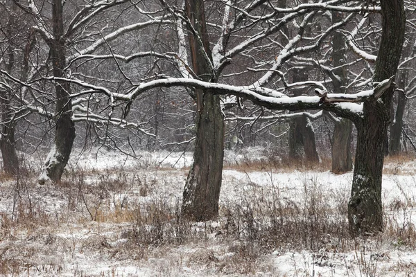 森林中的暴风雪 — 图库照片