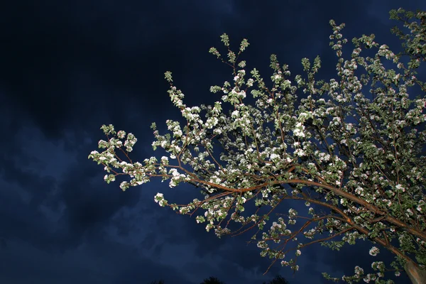 Квітучий яблуня — стокове фото
