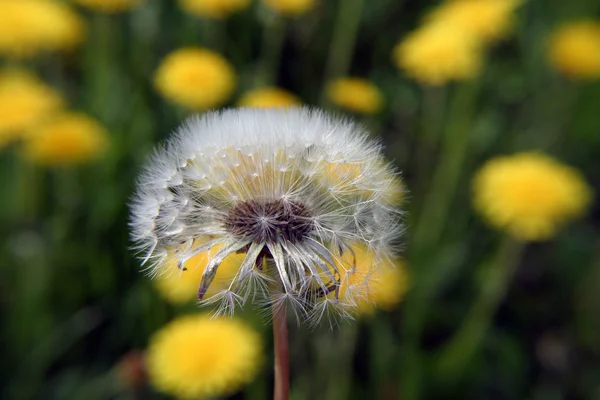 美しいタンポポの花 — ストック写真