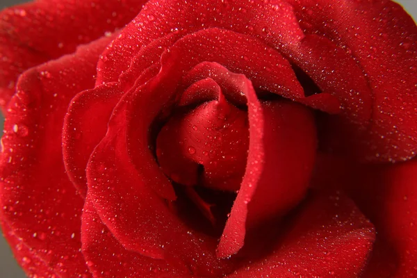 玫瑰的露珠 — 图库照片
