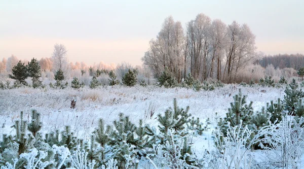Neve inverno Floresta — Fotografia de Stock