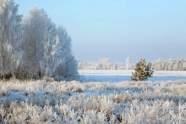 Schneefall Winterwald — Stockfoto