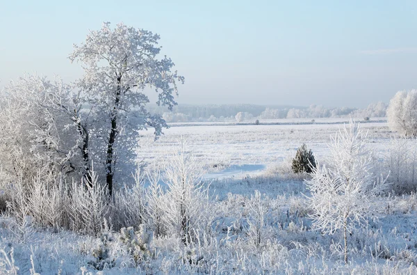 Snöfall vintern skog — Stockfoto