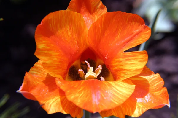 Delicadas flores plantas — Fotografia de Stock