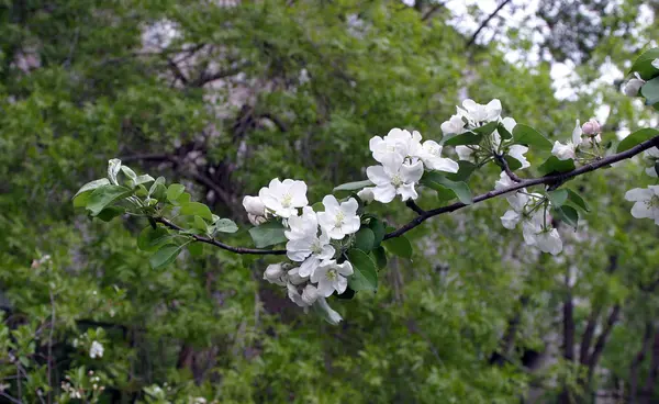 Ніжне квіткове яблуко весна — стокове фото