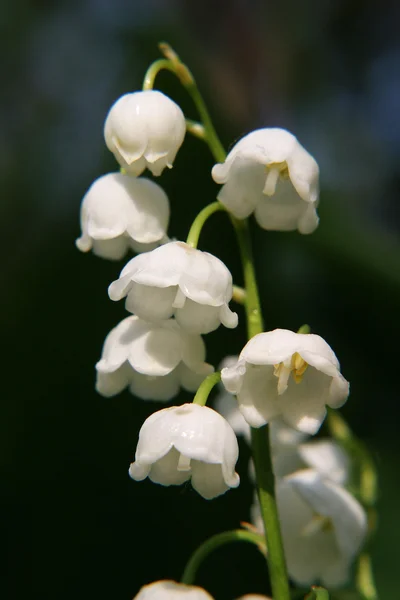 Lilies of the valley — Stock Photo, Image