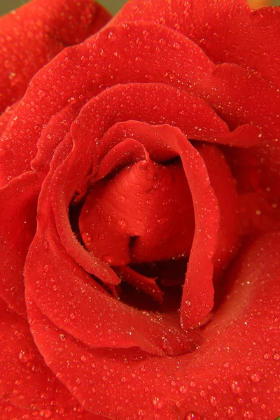 Flor rosa vermelha — Fotografia de Stock