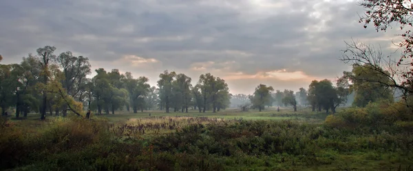 Dawn in a fog — Stock Photo, Image