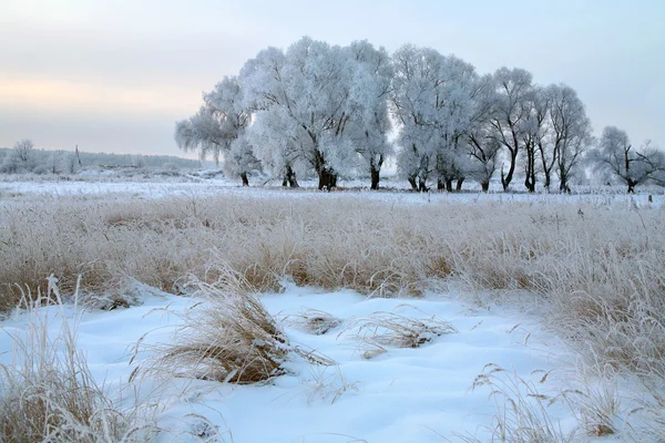 Sunrise in winter — Stock Photo, Image