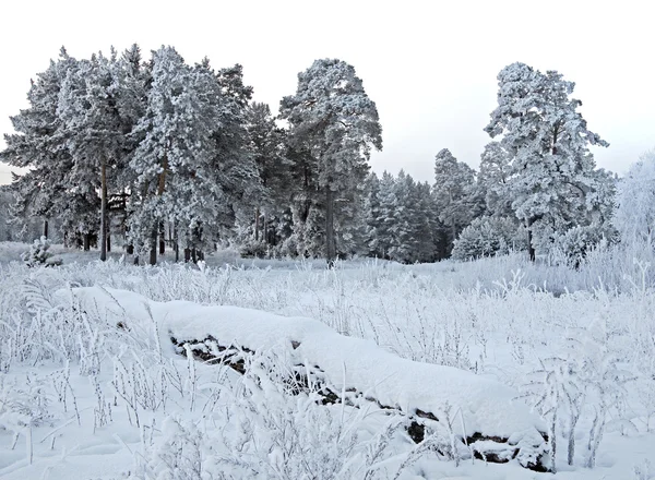 Snowy winter Russia — Stock Photo, Image