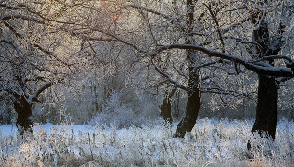 Inverno nevado Rússia — Fotografia de Stock
