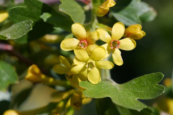Güzel bahar çiçekleri