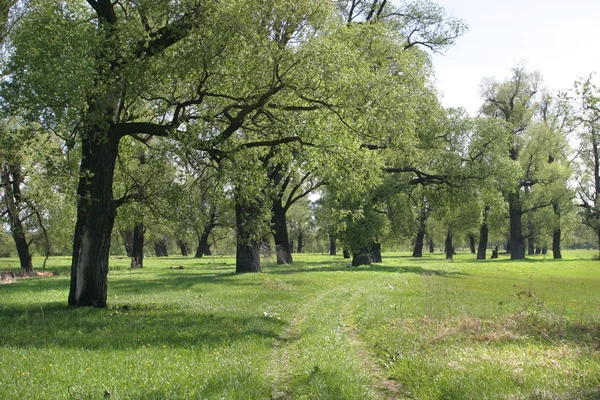 Güzel yaz manzarası