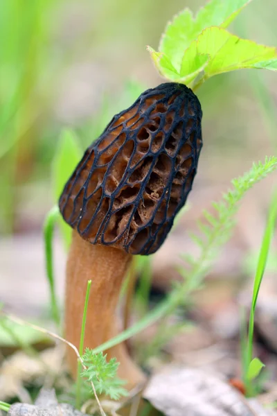 Pequeno cogumelo marrom — Fotografia de Stock