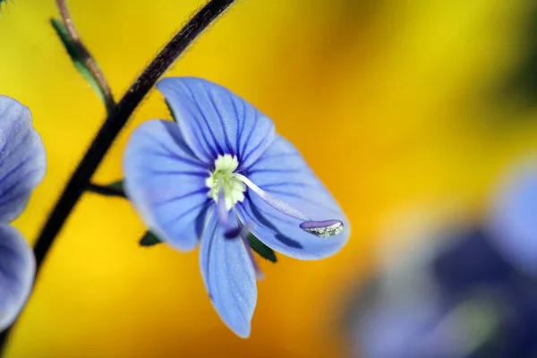 Flores azules de primavera — Foto de Stock