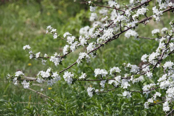 Pommiers en fleurs — Photo