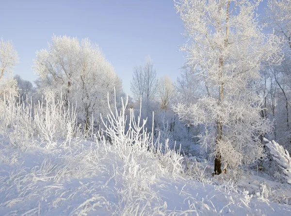 Зимняя Прогулка Заснеженном Лесу — стоковое фото