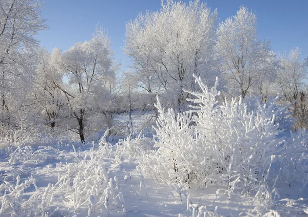 Winter landscape with frost — Stock Photo, Image