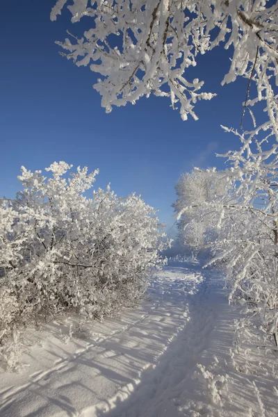 Paesaggio invernale con gelo — Foto Stock