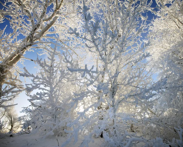 Зимовий пейзаж з морозами — стокове фото