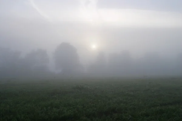 Густой туман в поле на рассвете — стоковое фото