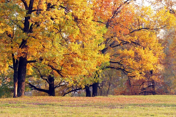 Outono no bosque de carvalho — Fotografia de Stock