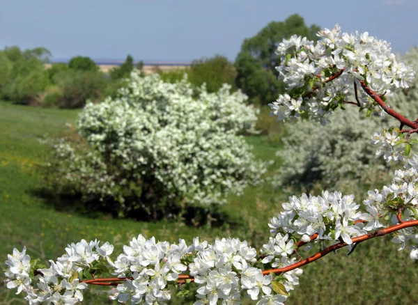 Bloeiende appelbomen — Stockfoto