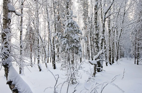in Rime'ı ile kış manzarası