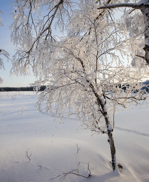 Ijzige Winterochtend Een Bos Gepleisterd Met Rijm — Stockfoto