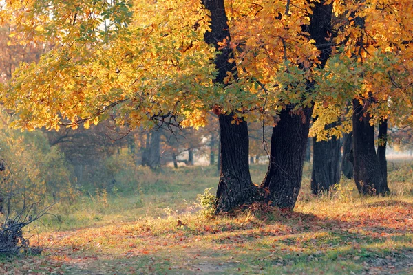 Outono no bosque de carvalho — Fotografia de Stock