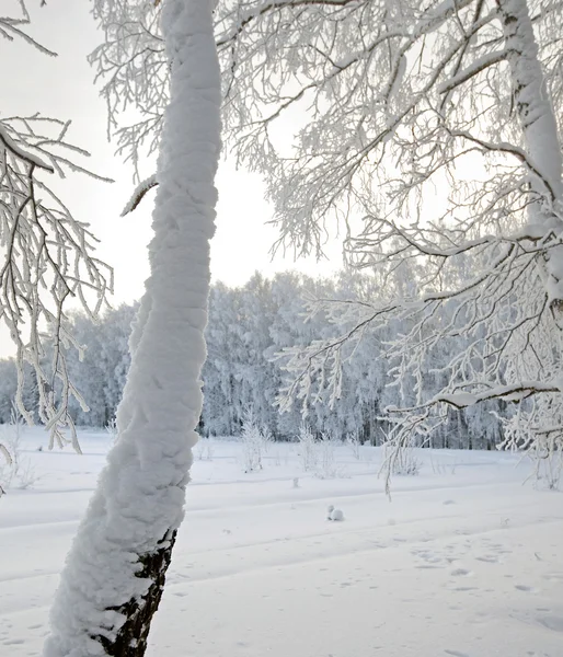 Bellissimo paesaggio invernale — Foto Stock