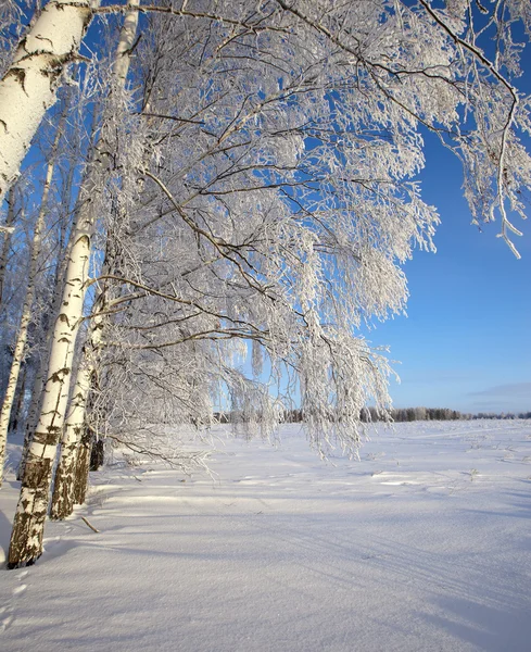 Bellissimo paesaggio invernale — Foto Stock