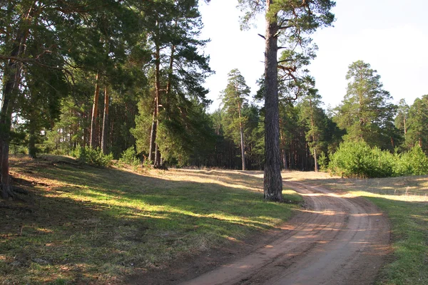 Droga w lesie sosnowym — Zdjęcie stockowe