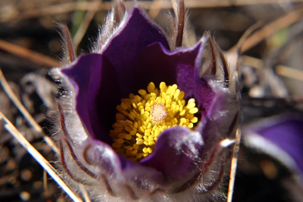 Bahar campanula'lar parkta