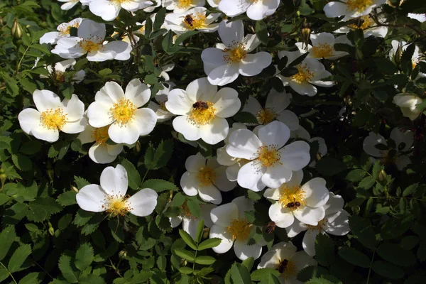 Beyaz bahar çiçekleri